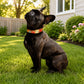Black dog sitting on grass with a colorful collar in a garden setting