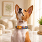 Dog wearing a colorful collar in a home setting