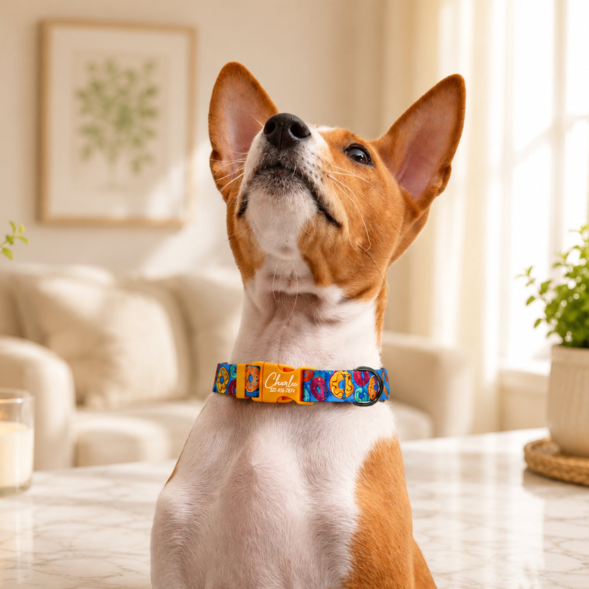 Dog wearing a colorful collar in a home setting