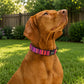 Brown dog wearing a colorful collar sitting on grass with a wooden fence and greenery in the background
