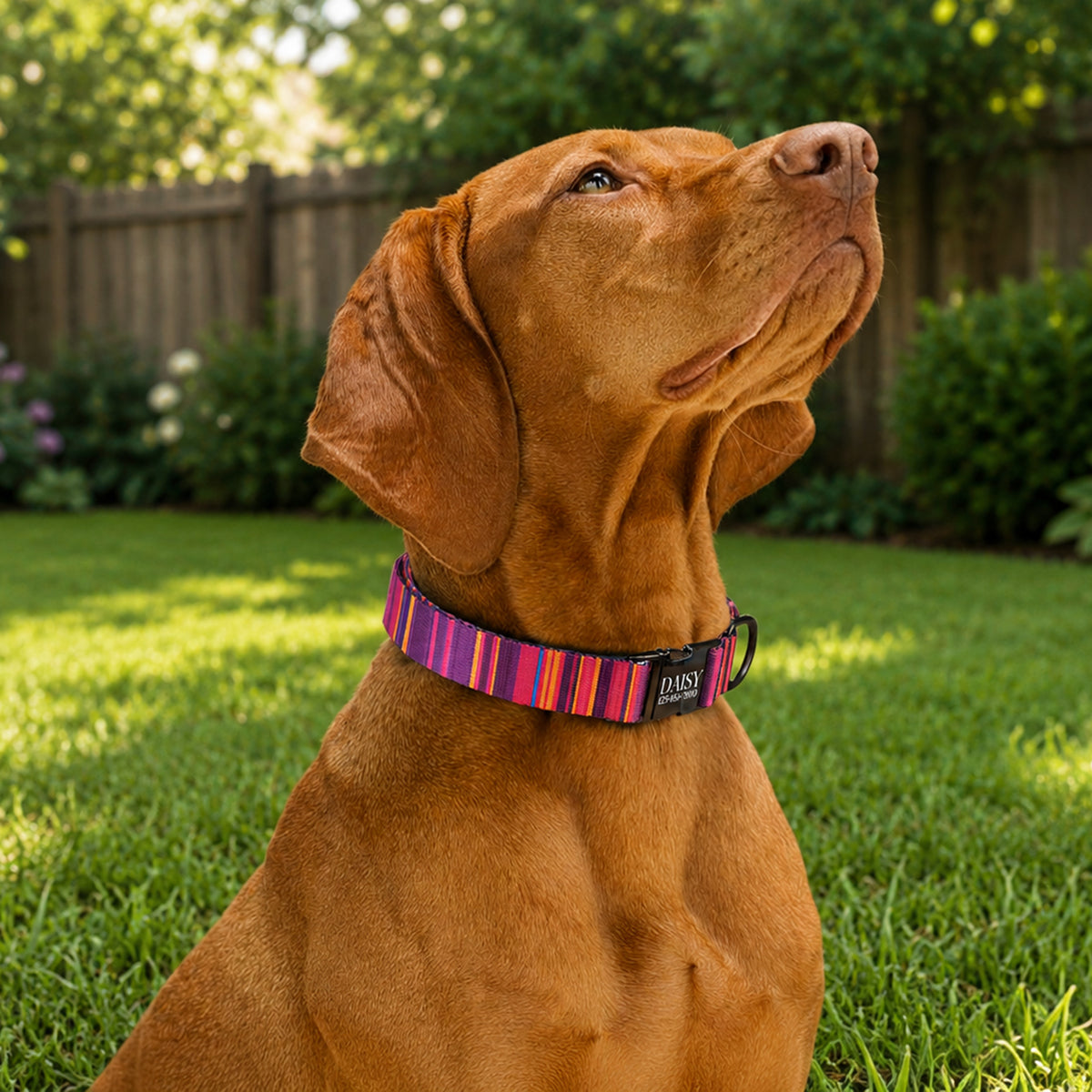 Brown dog wearing a colorful collar sitting on grass with a wooden fence and greenery in the background