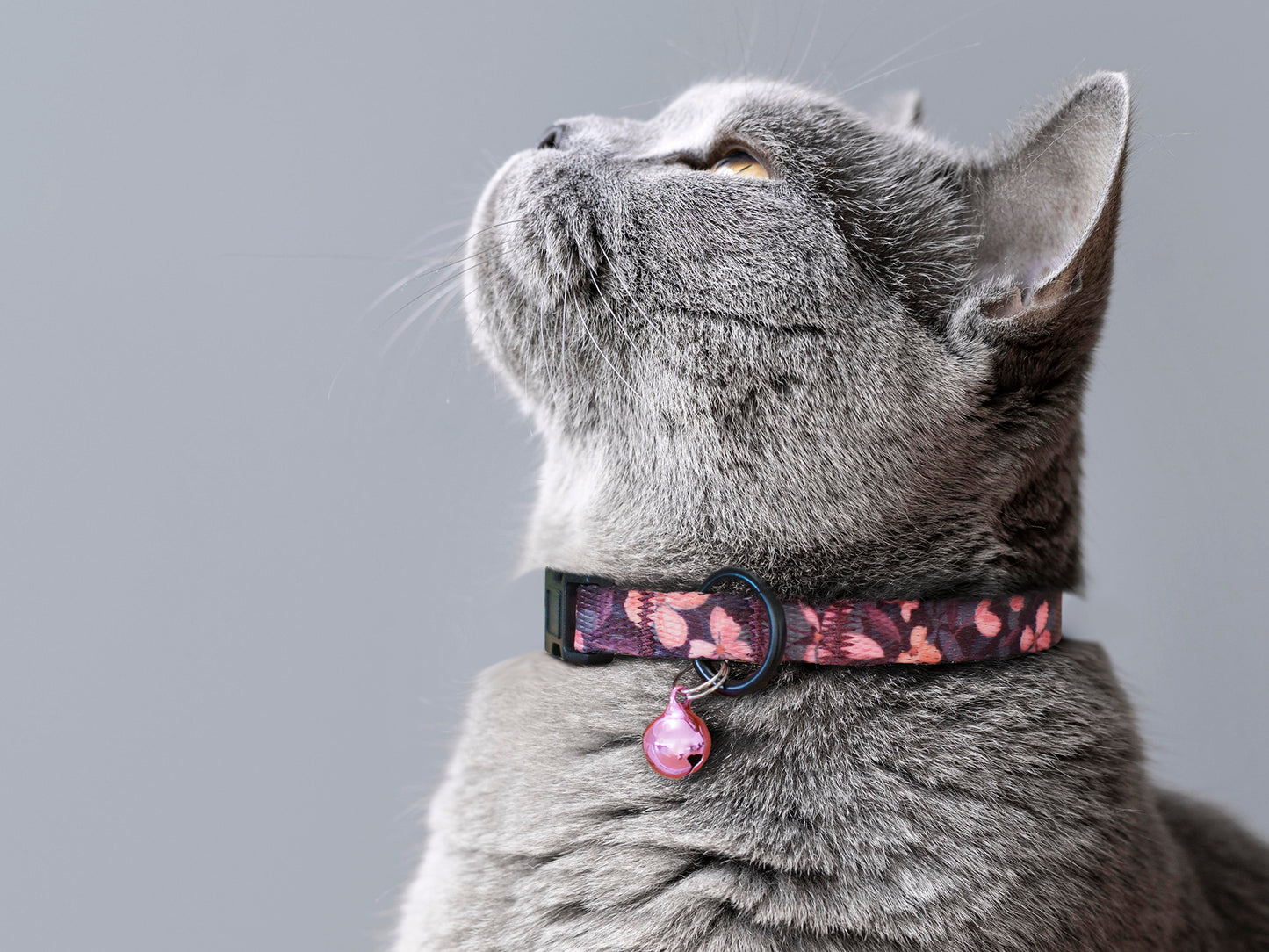 Floral Cat Collar Breakaway with Personalization