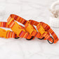 Personalized Nomad dog collar – lifestyle photo on dog