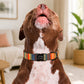 Dog wearing a colorful collar in a living room setting