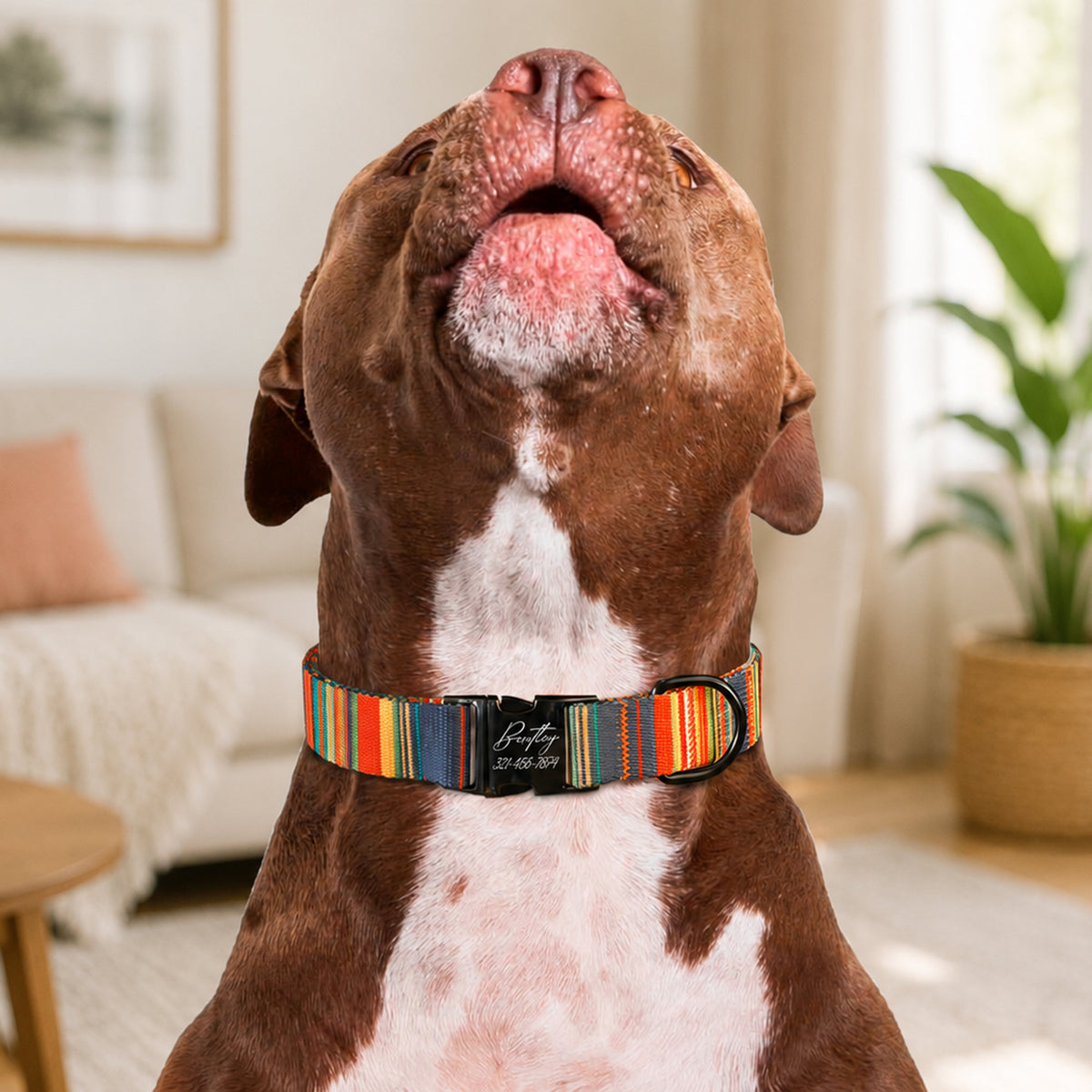Dog wearing a colorful collar in a living room setting