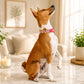 Dog sitting on a marble floor in a living room with a colorful collar.