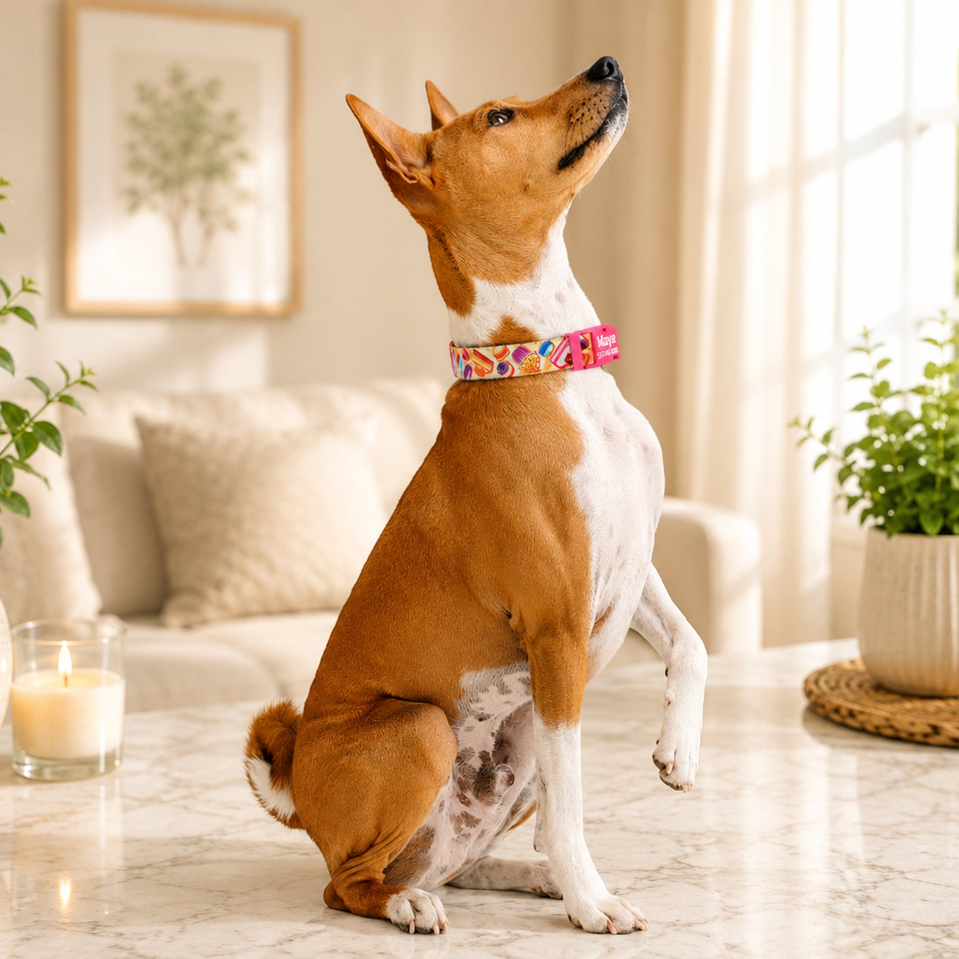Dog sitting on a marble floor in a living room with a colorful collar.