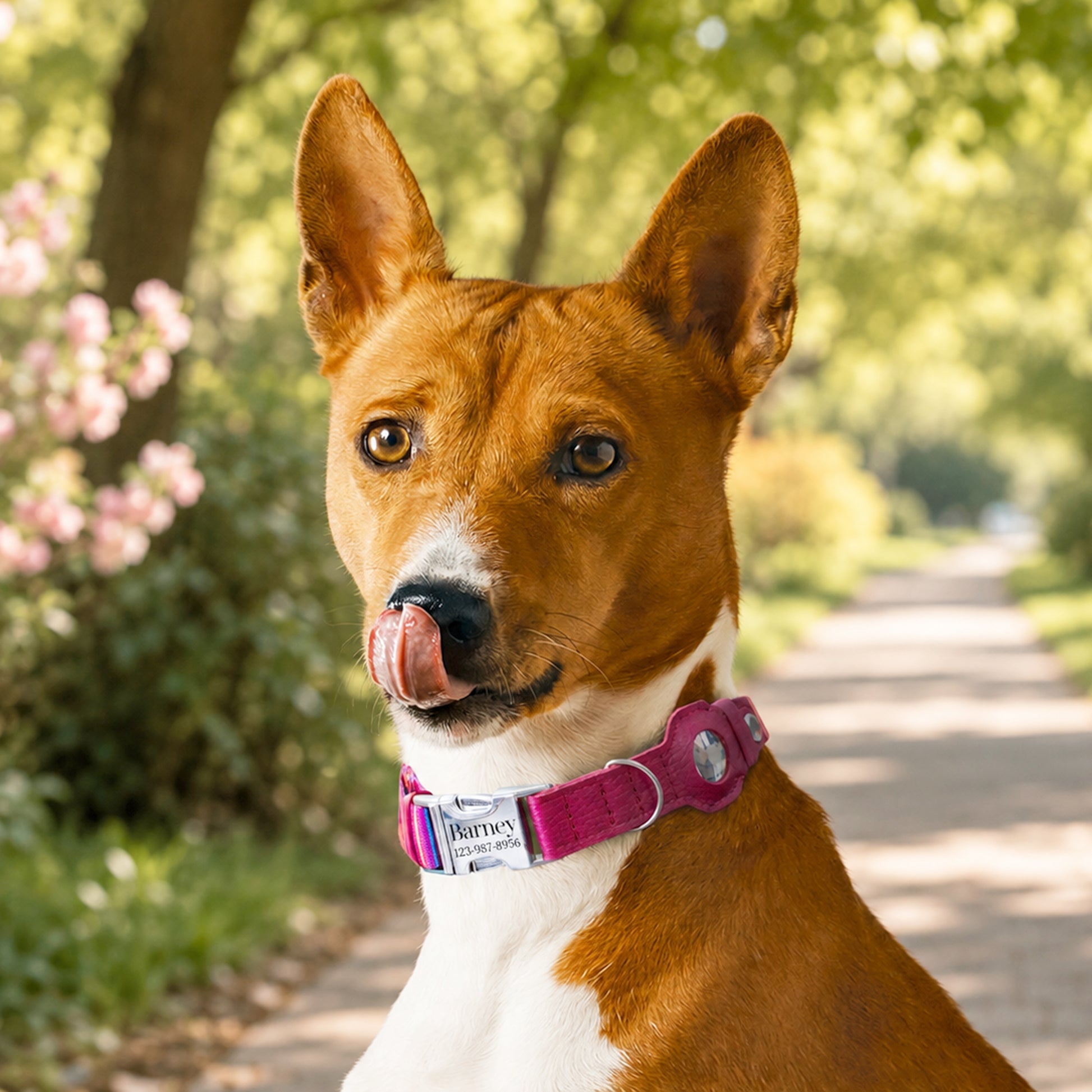 Dog with a pink collar standing on a path with greenery in the background