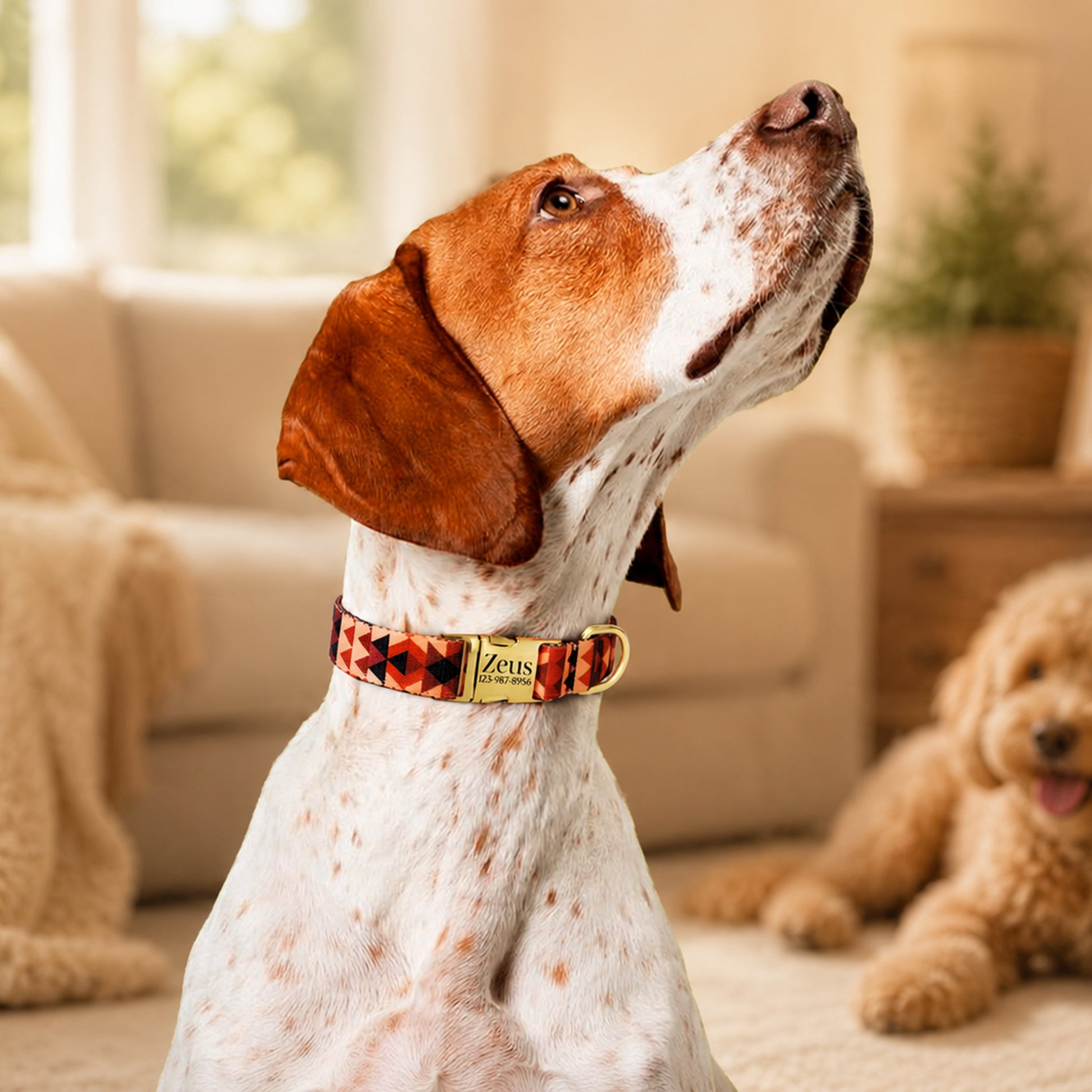 Dog wearing a colorful collar in a cozy living room with another dog in the background.