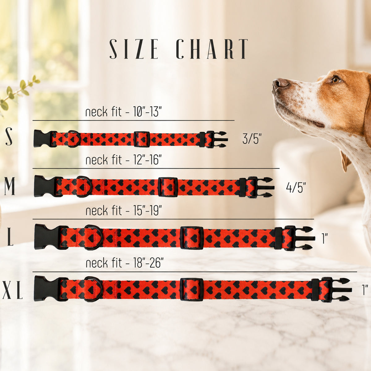 Dog collar size chart with a dog looking at the collars