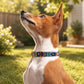 Dog wearing a colorful collar in a garden setting