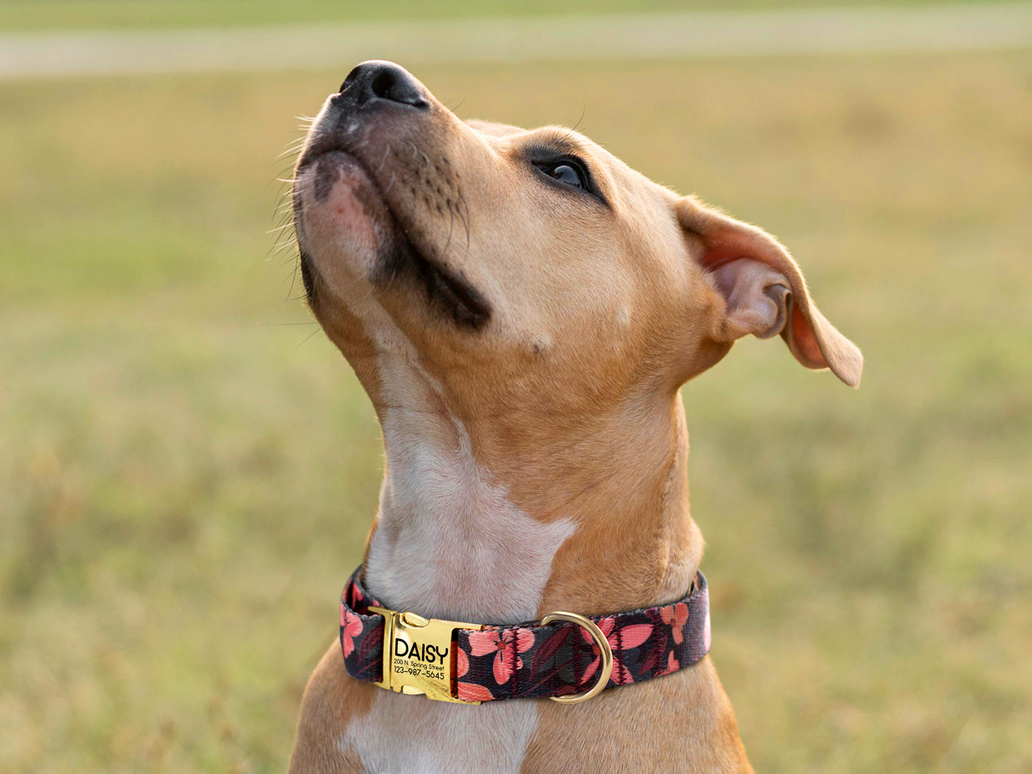 Floral Dog Collar with Metal Buckle