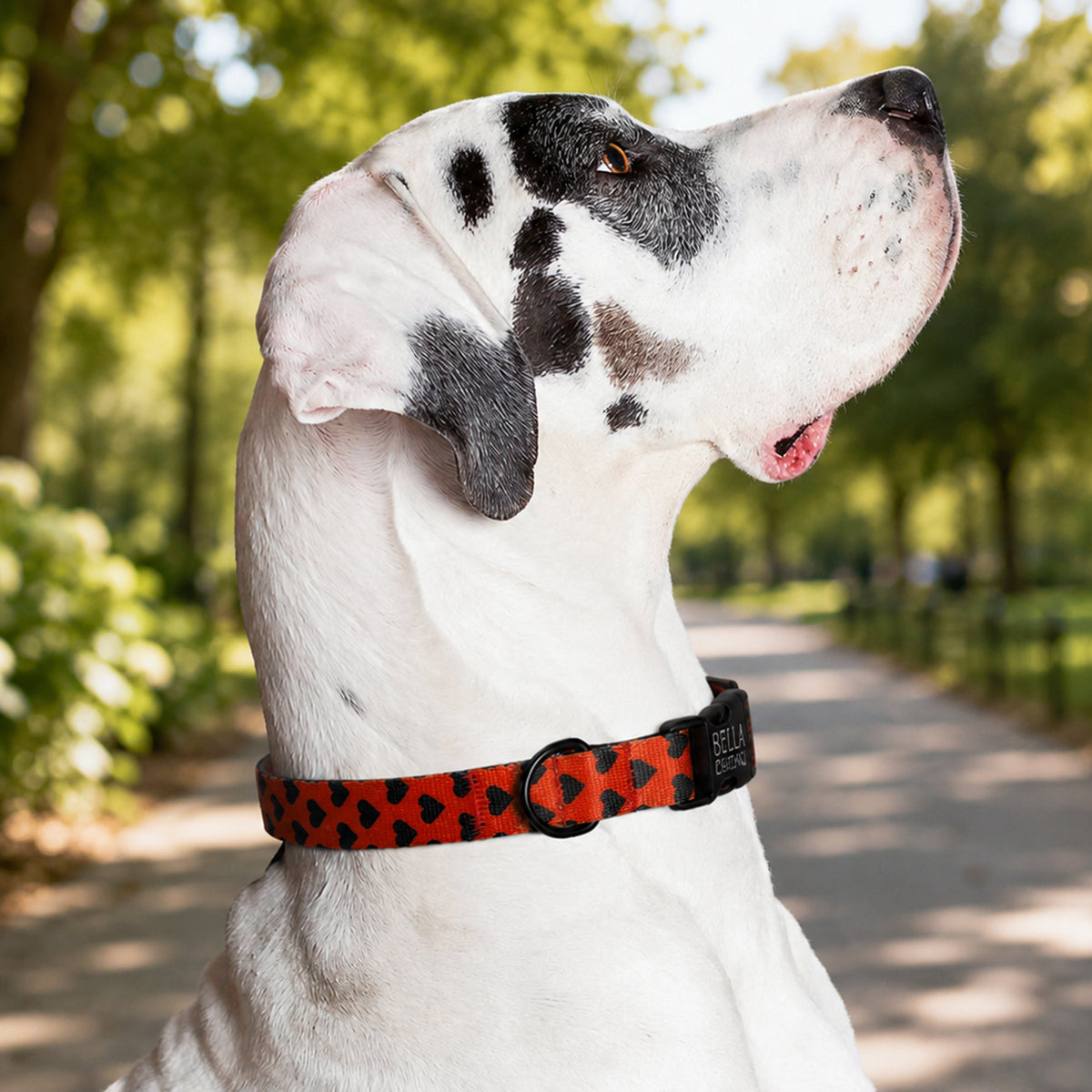 Great Dane wearing a red collar with black patterns in a park setting