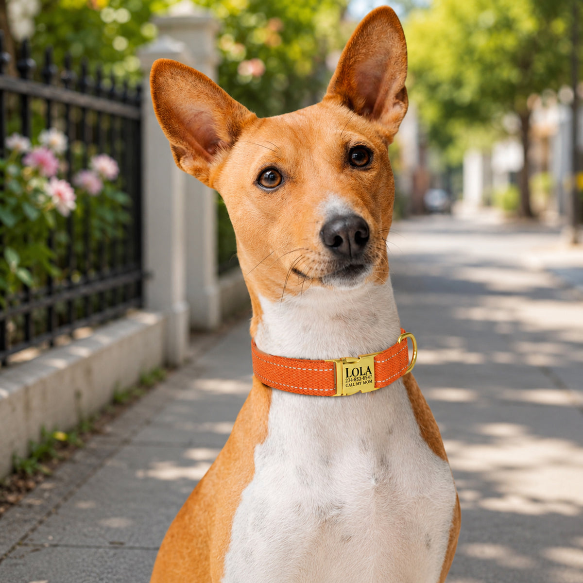 Dog wearing an orange collar with a brand logo on a sidewalk