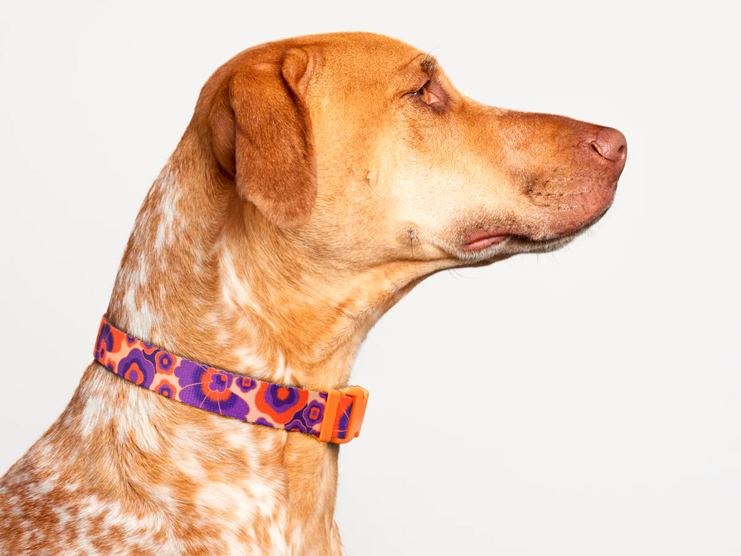 Flower Dog Collar with ID Tag