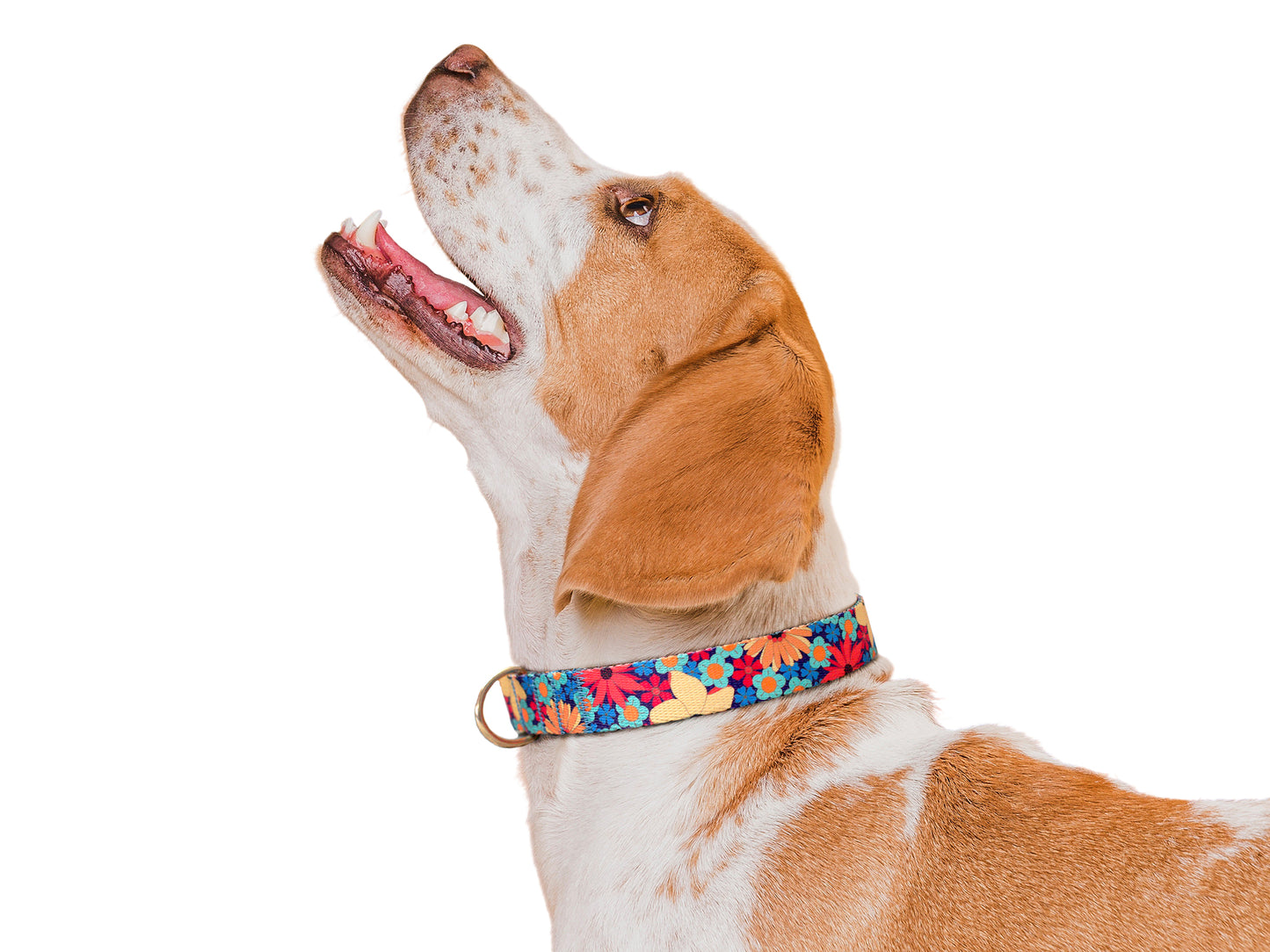 Floral Dog Collar with Metal Buckle