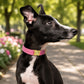 Black and white dog with a pink collar in a park setting