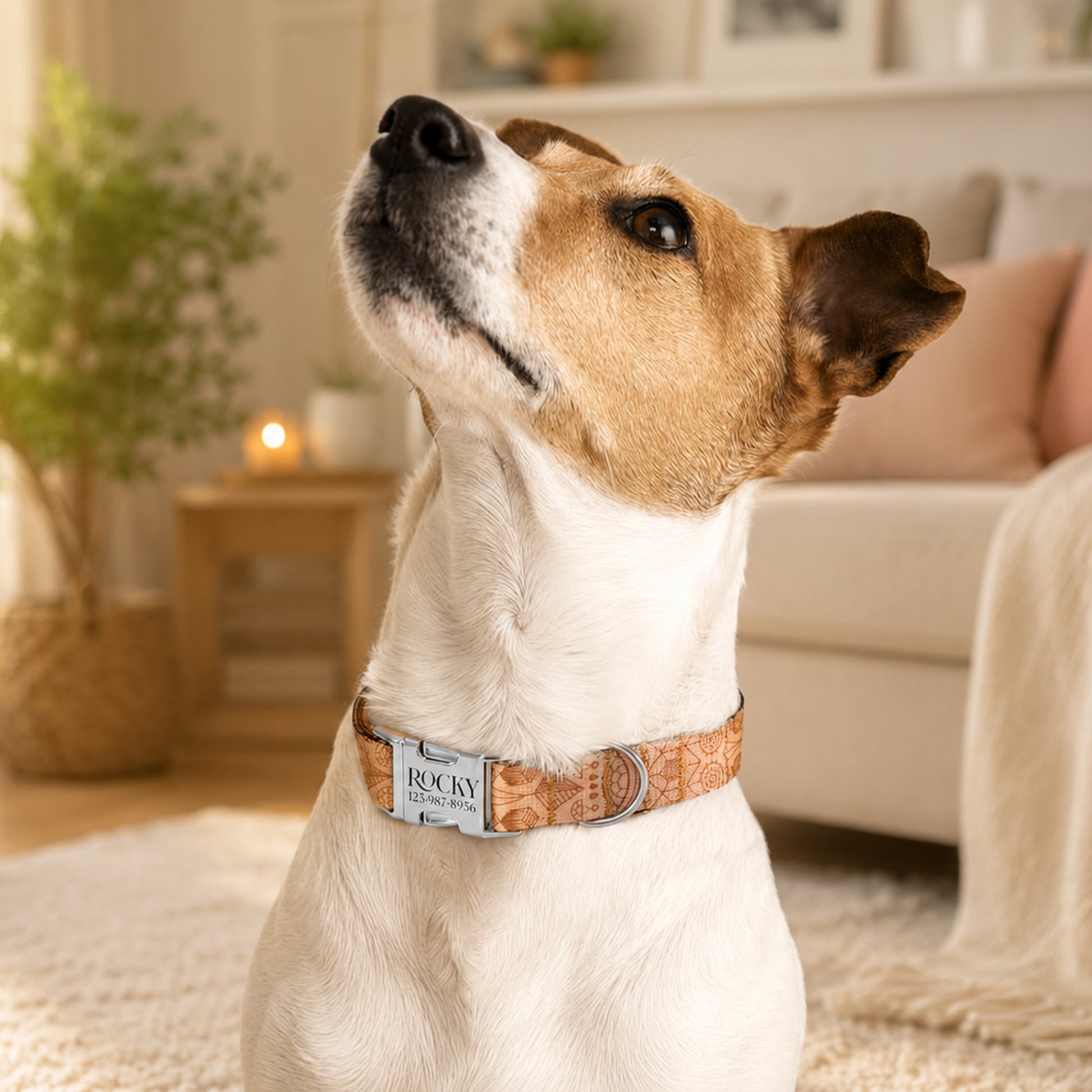 Dog wearing a collar with a name tag in a cozy living room