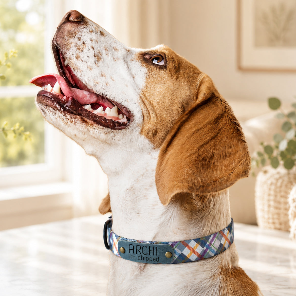 Dog wearing a plaid collar with 'ARCHI' branding indoors.