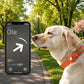 Dog with a smartphone displaying a pet tracking app in a park