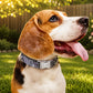 Personalized Style Icon dog collar – artistic pattern and engraved metal buckle close-up