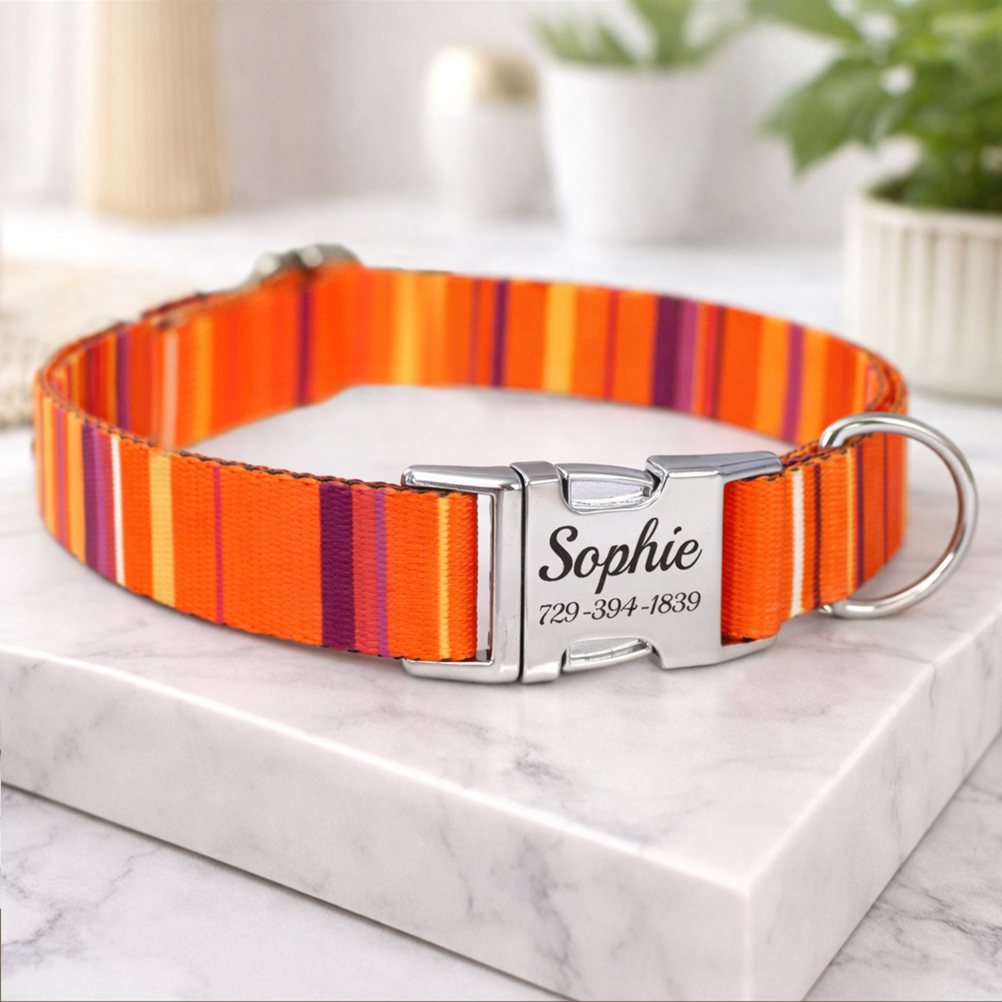 Striped dog collar with engraved metal buckle – lifestyle photo