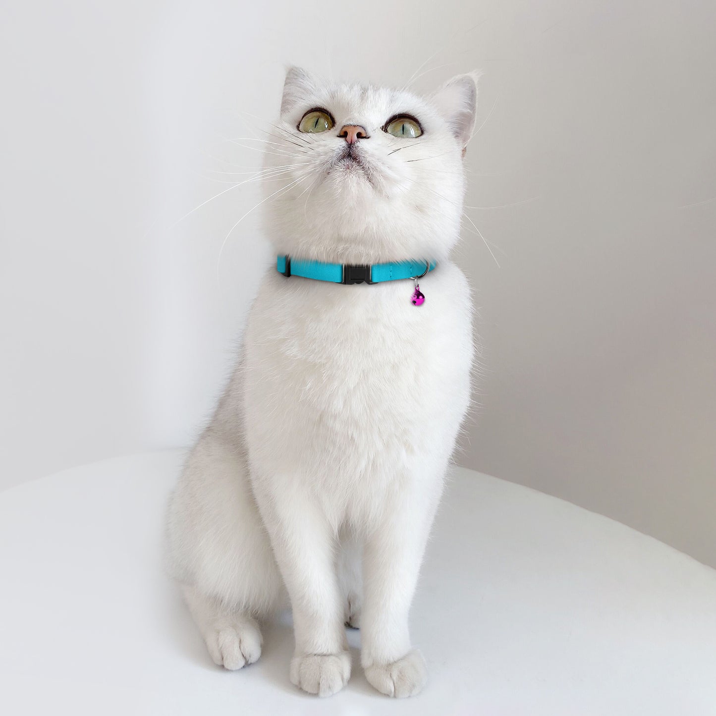 Leather Cat Collar with Breakaway Buckle