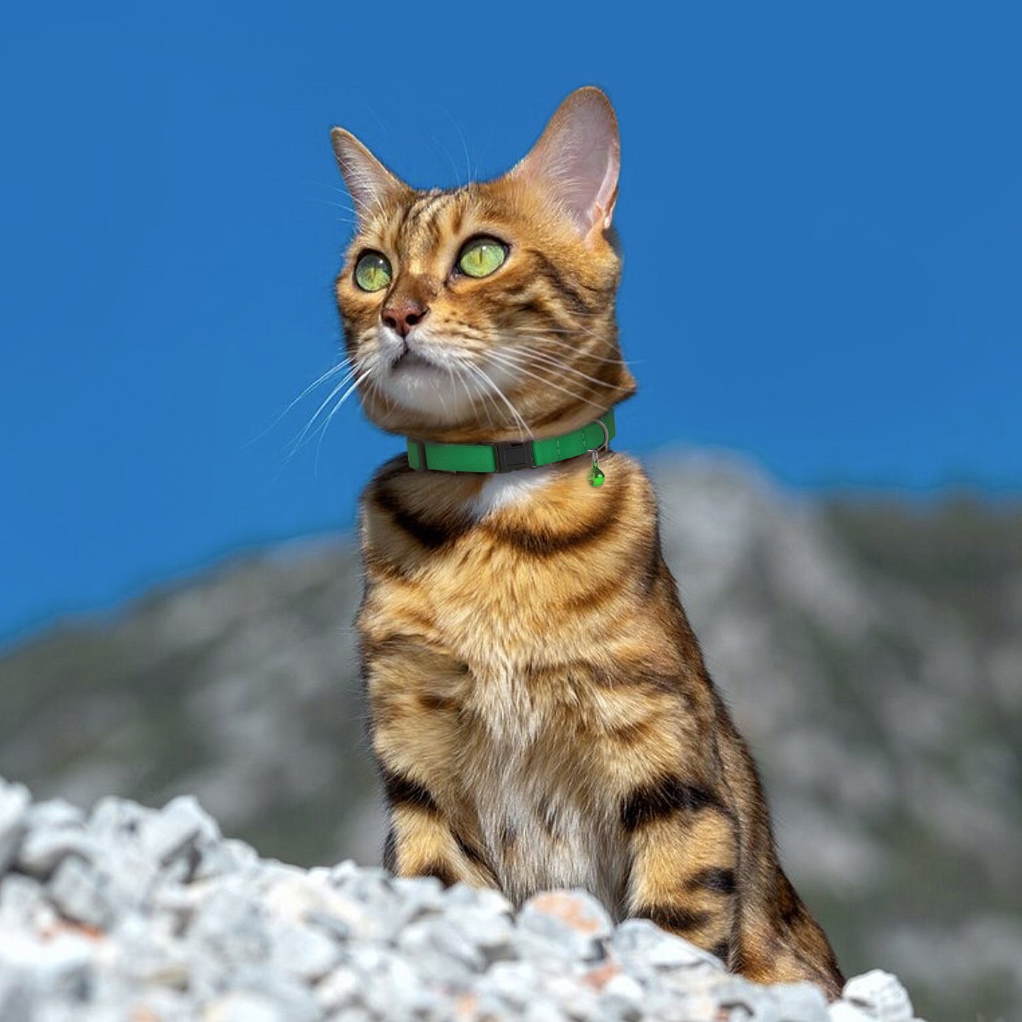 Leather Cat Collar with Breakaway Buckle