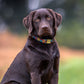 Donut Dog Collar with Gold Metal Buckle