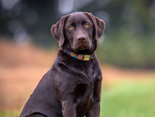 Donut Dog Collar with Gold Metal Buckle