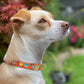 Donut Dog Collar with Gold Metal Buckle