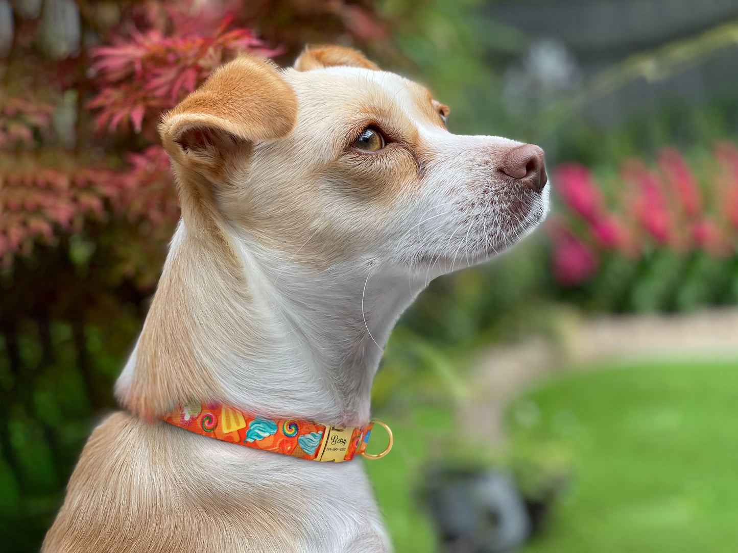 Donut Dog Collar with Gold Metal Buckle