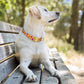 Donut Dog Collar with Gold Metal Buckle