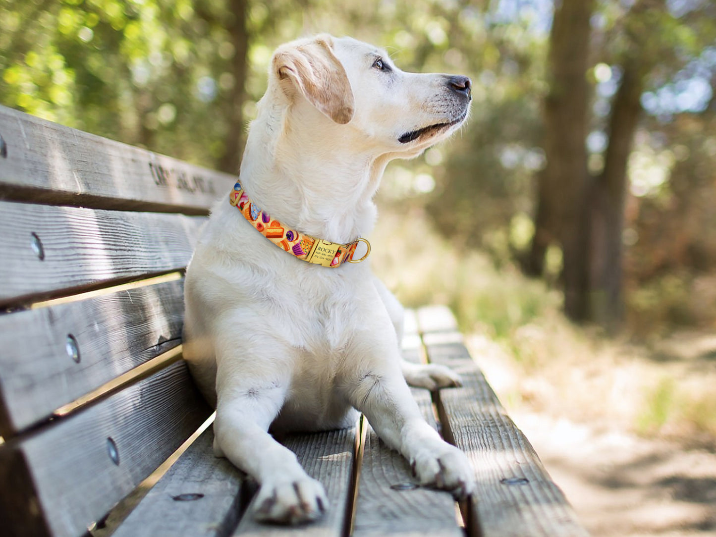 Donut Dog Collar with Gold Metal Buckle