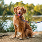 Ice Cream Dog Leash 5Ft