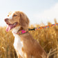 Ice Cream Dog Leash 5Ft