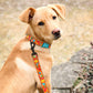 Donut Dog Leash 5Ft