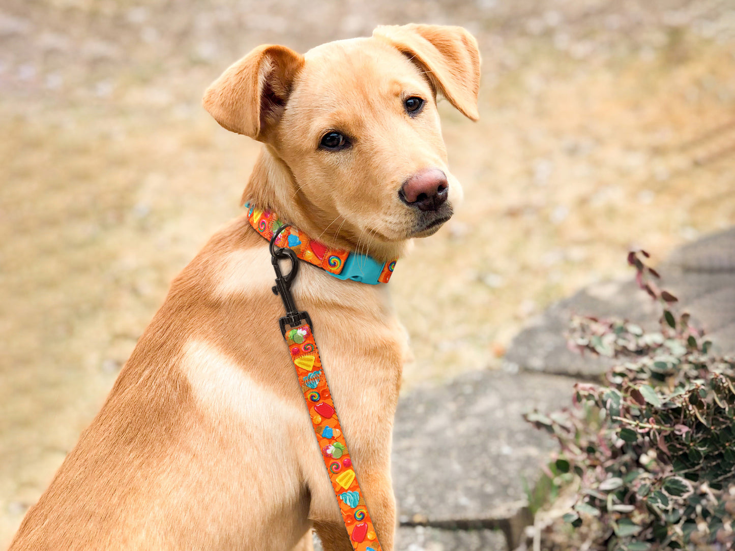 Donut Dog Leash 5Ft