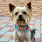 Donut Dog Collar with ID Tag