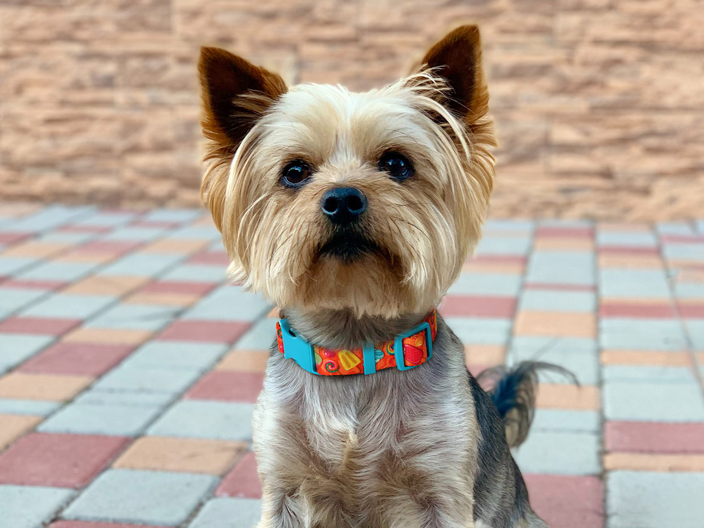 Donut Dog Collar with ID Tag