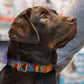Donut Dog Collar with ID Tag