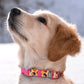 Donut Dog Collar with ID Tag