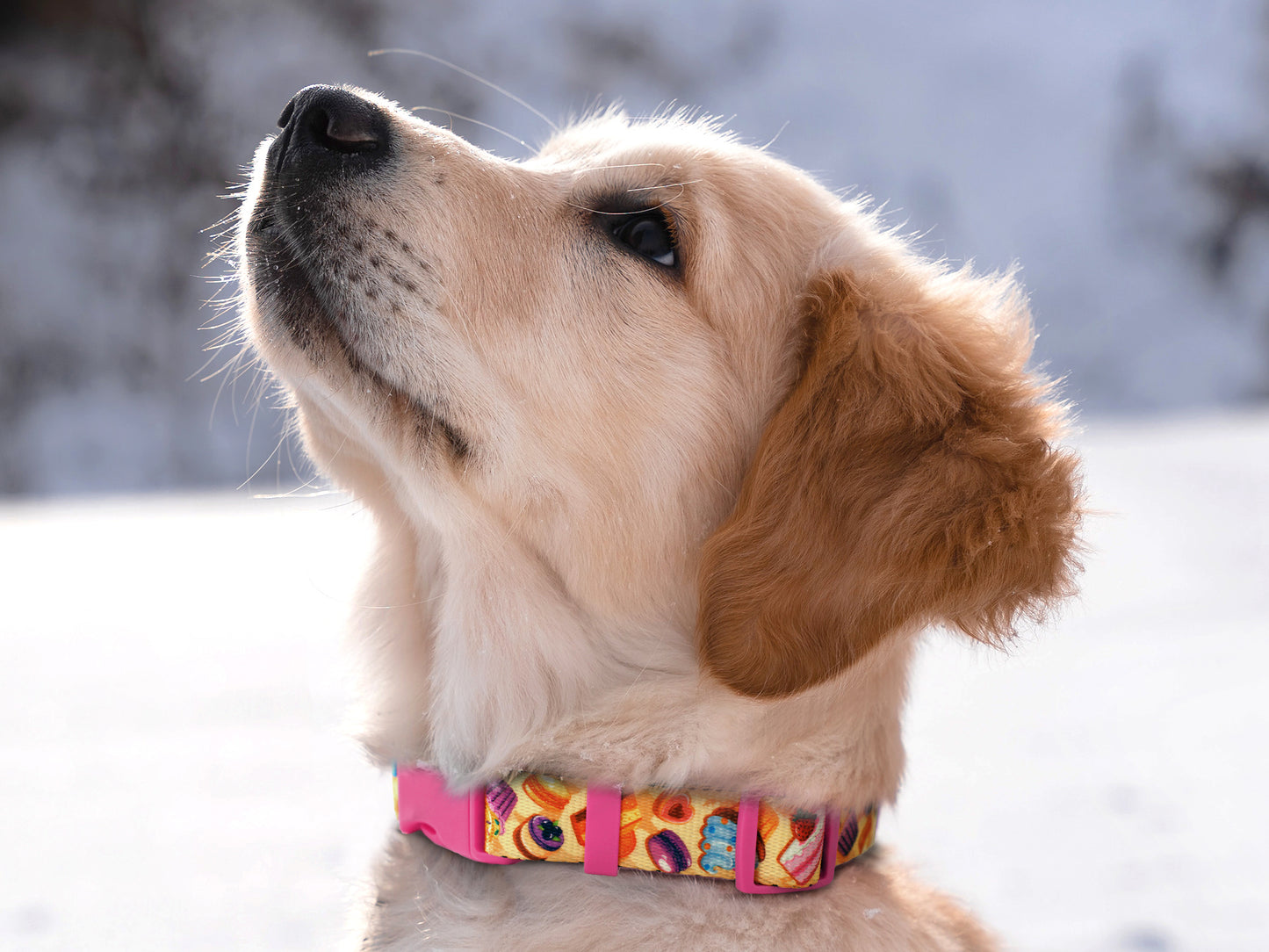 Donut Dog Collar with ID Tag