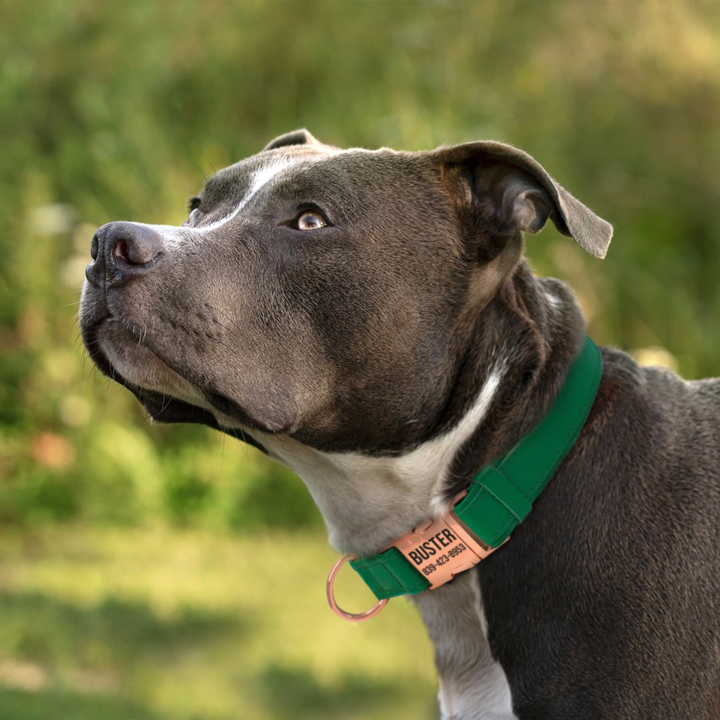 Leather Personalized Dog Collar with Rose Gold Metal Buckle