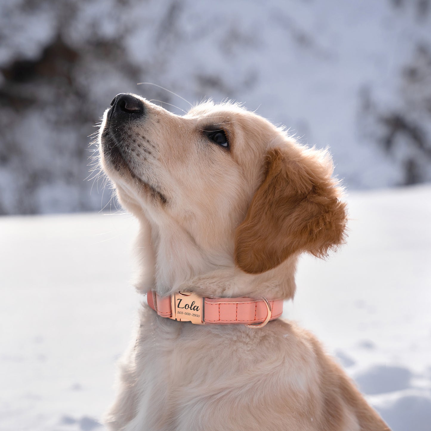 Leather Personalized Dog Collar with Rose Gold Metal Buckle