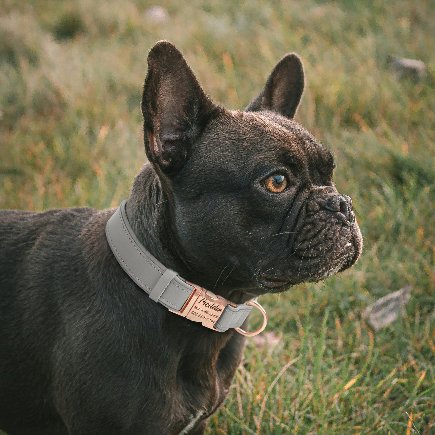 Leather Personalized Dog Collar with Rose Gold Metal Buckle