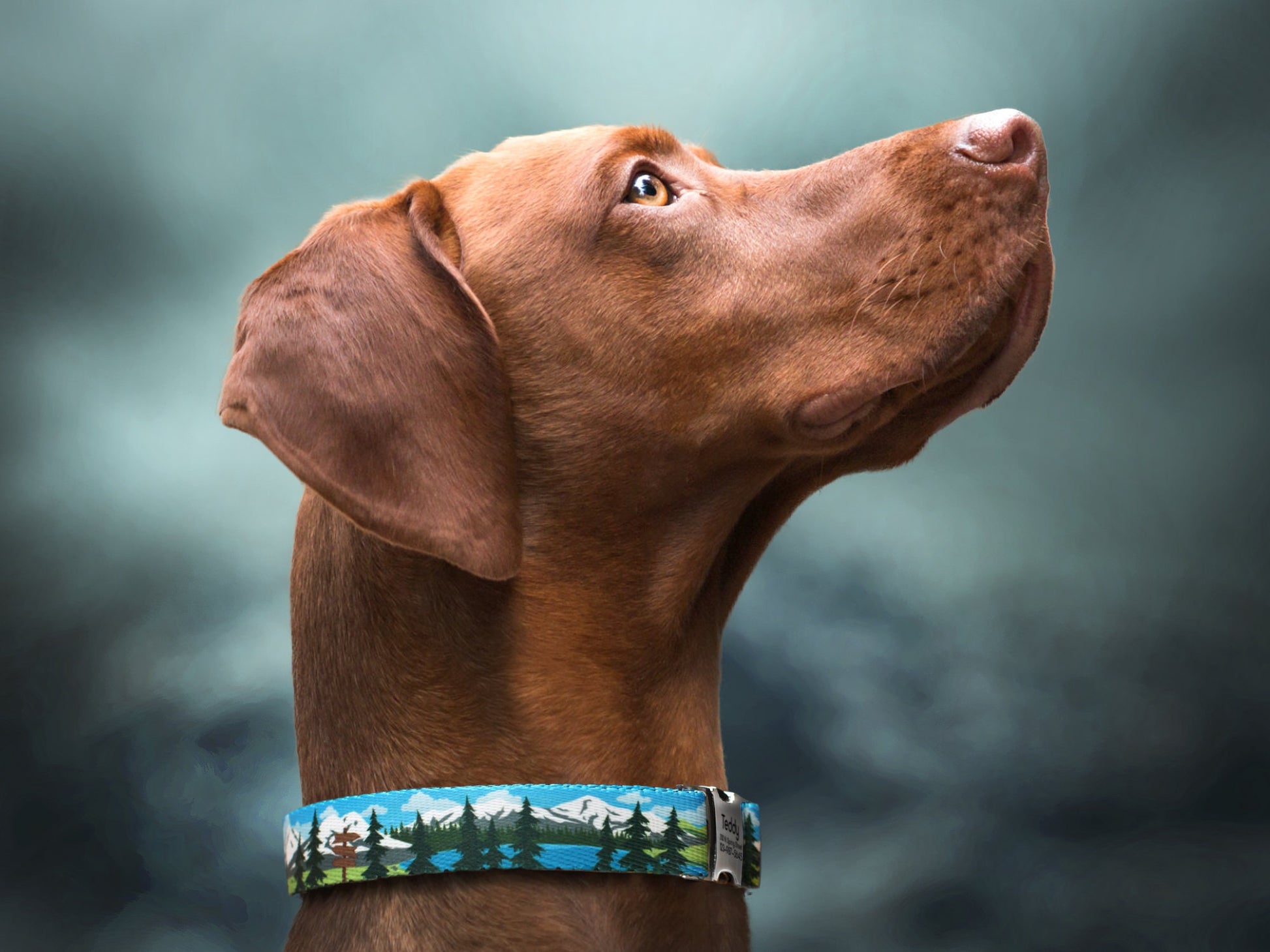 Boy Dog Collars: Custom & Personalized Collars