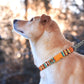 Martingale Dog Collar with Chain, Engraved Dog Collar, Personalized Martingale Collar for Dog Lovers, Custom Boy Dog Collar Girl Monogrammed